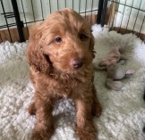 Male and Female Goldendoodles TEXT OR CALL 719- 900-2756