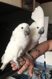 Very Friendly Umbrella Cockatoo Parrots for Sale